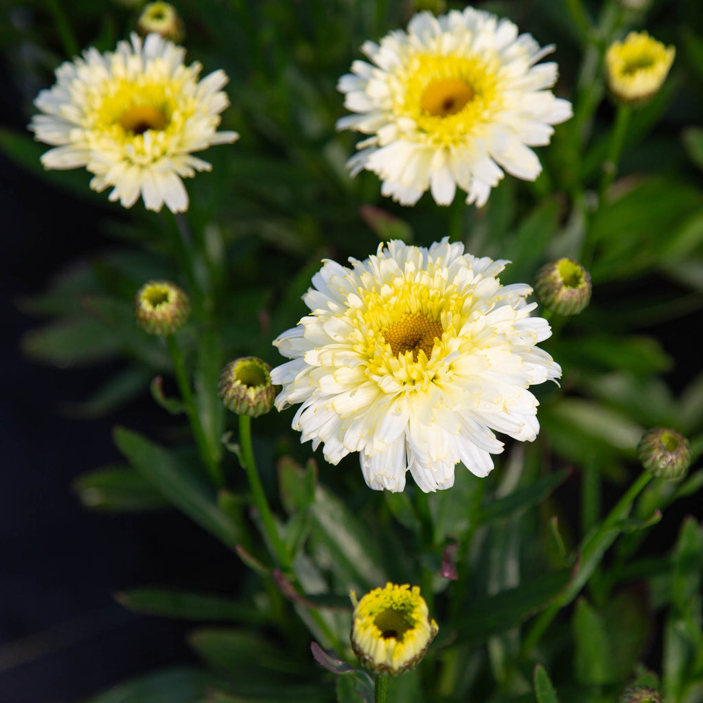 Lemon Puff
