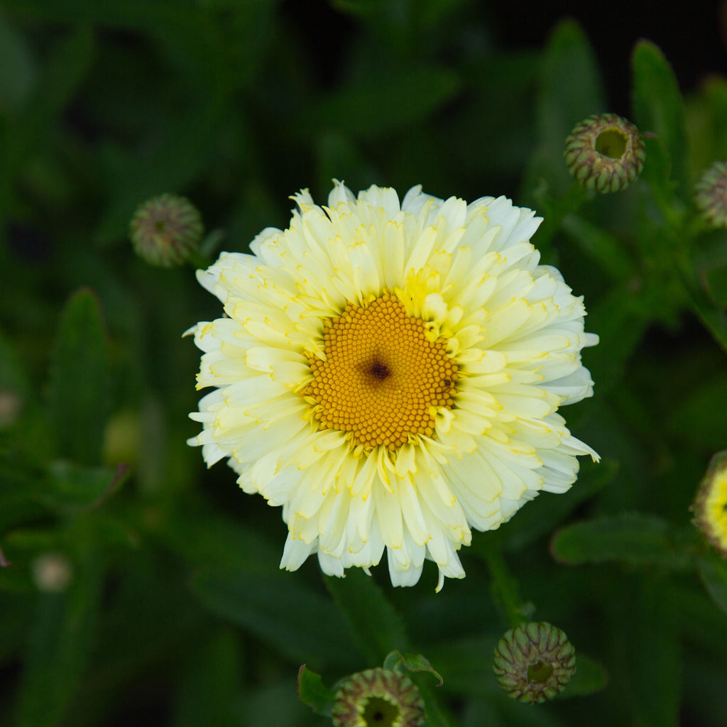 Lemon Puff
