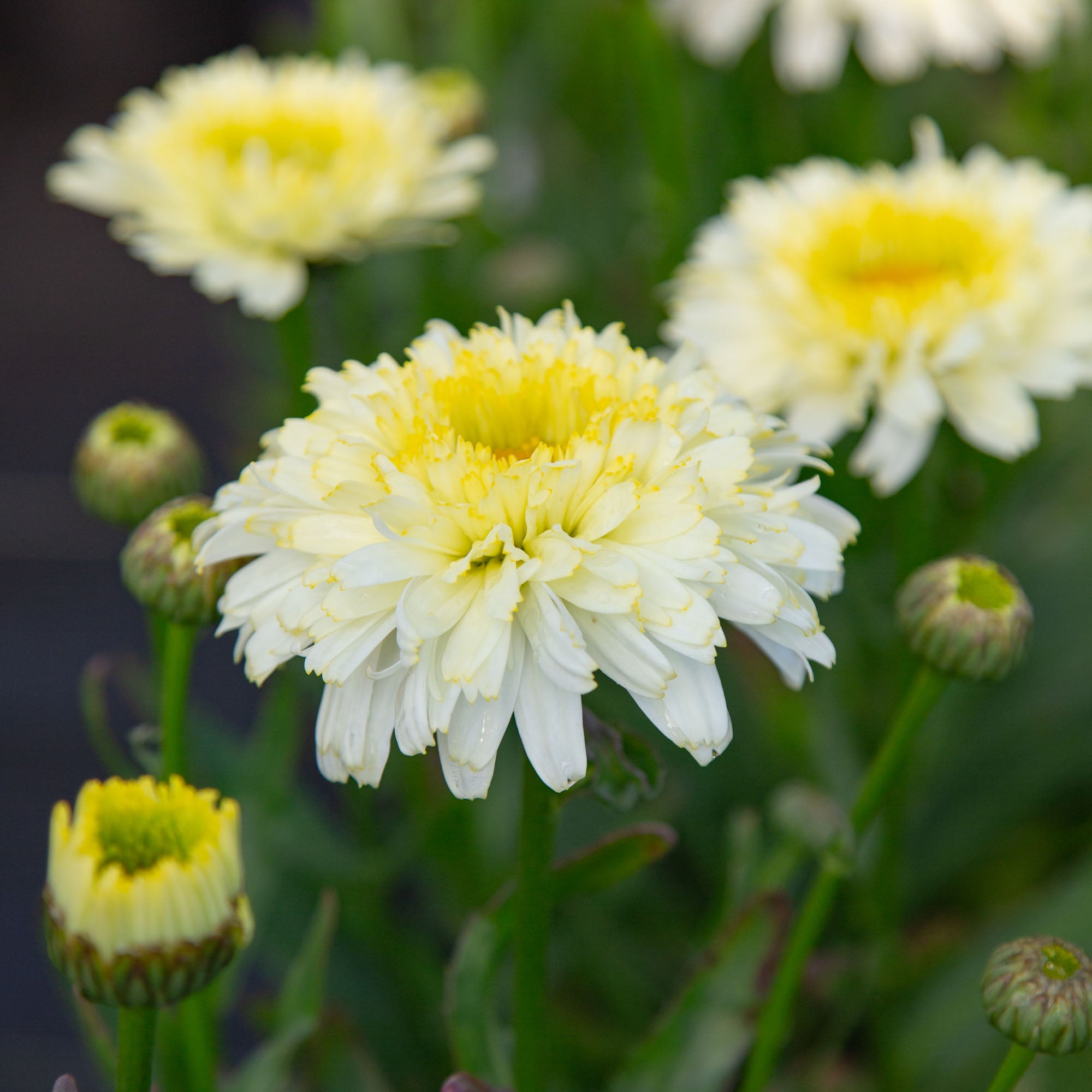 Lemon Puff