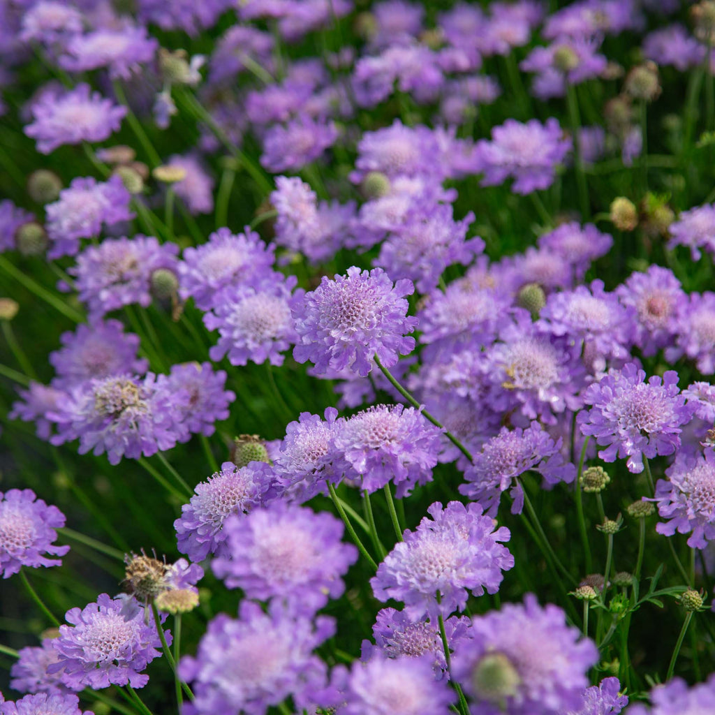 Nova® Dew Drops