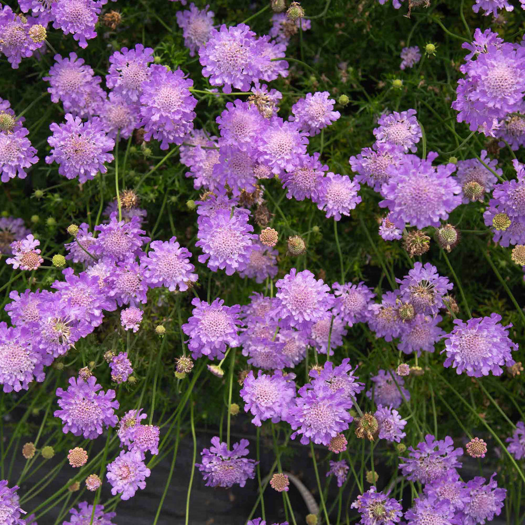 Nova® Dew Drops