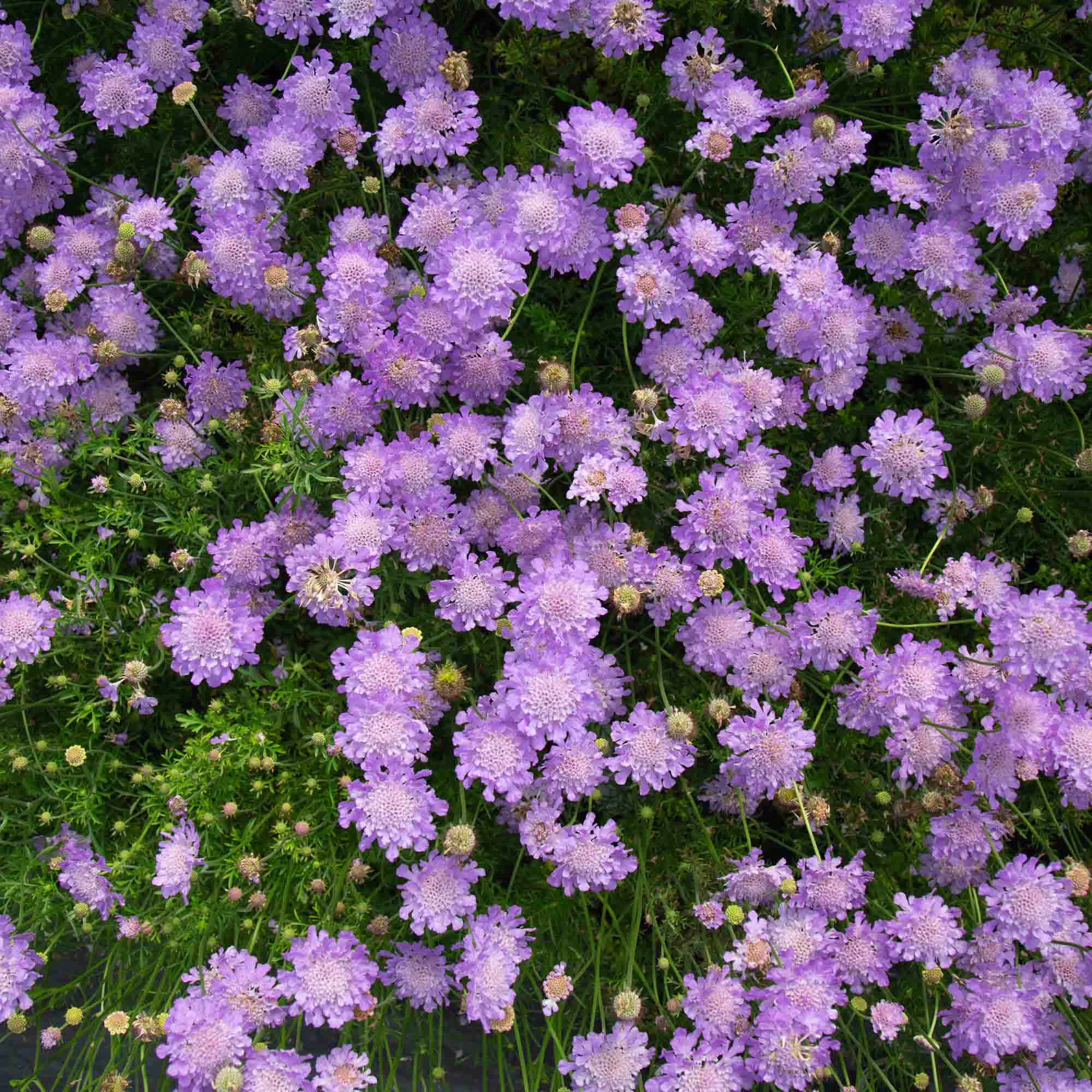 Nova® Dew Drops