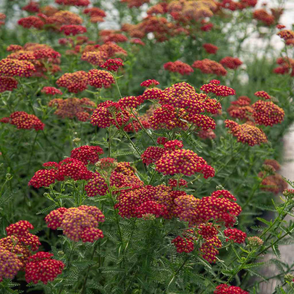 Paprika