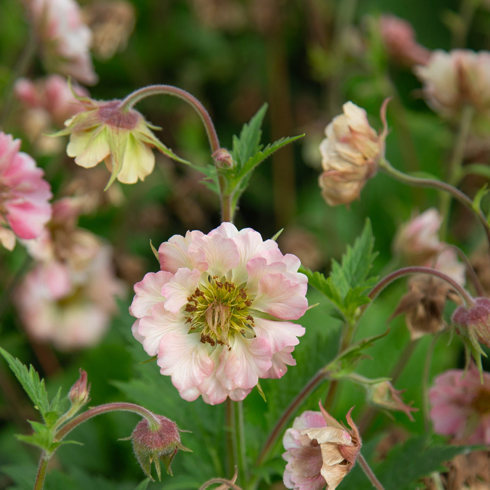 Pretticoats™ Peach