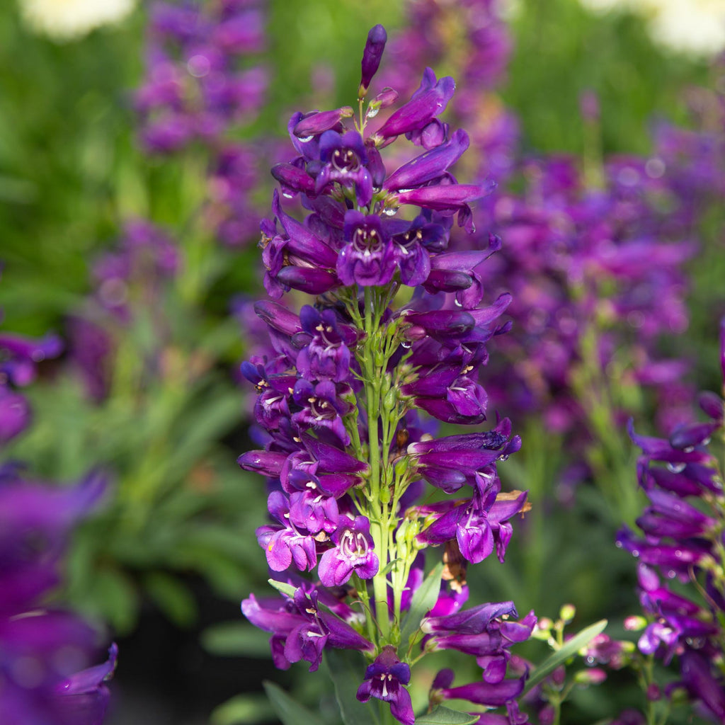 Pristine Lilac Purple
