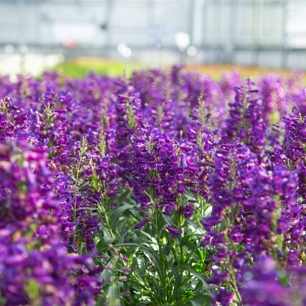 Pristine Lilac Purple