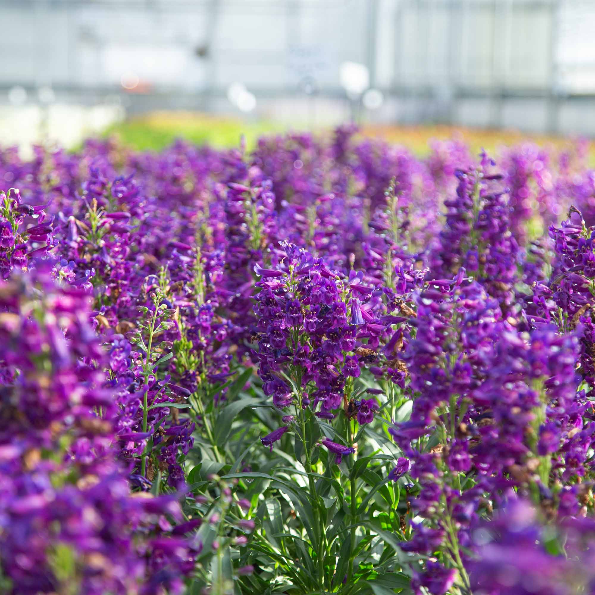 Pristine Lilac Purple