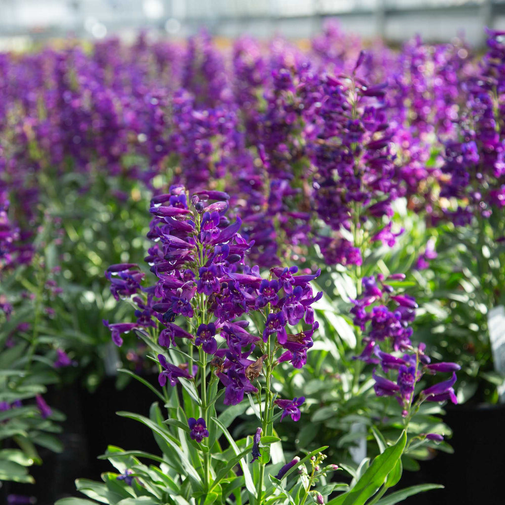 Pristine Lilac Purple