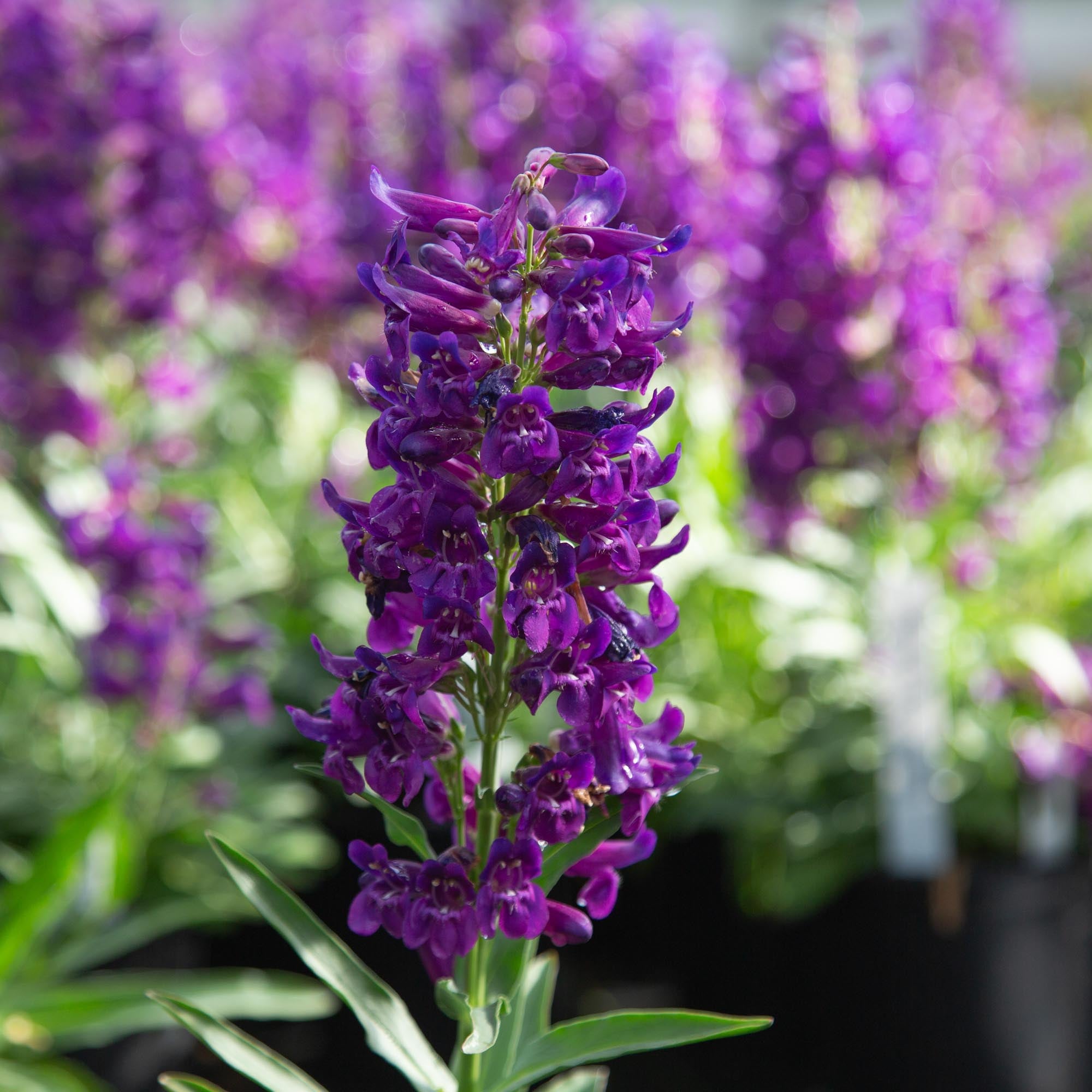 Pristine Lilac Purple