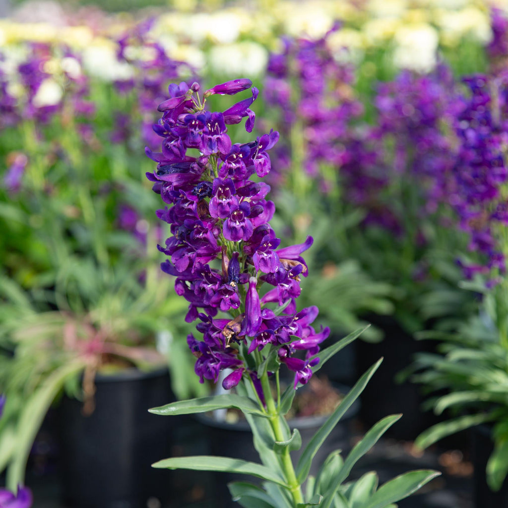 Pristine Lilac Purple