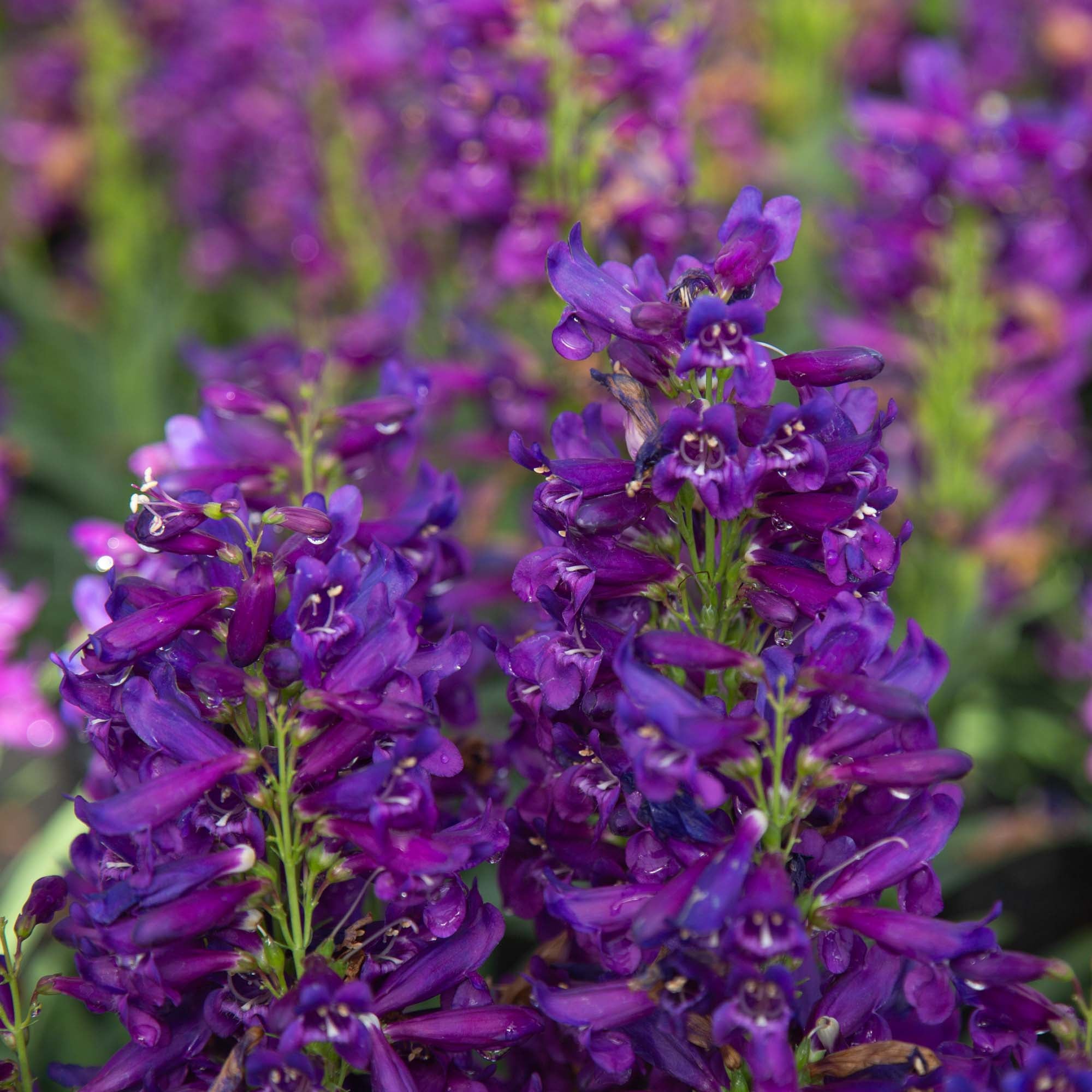 Pristine Lilac Purple