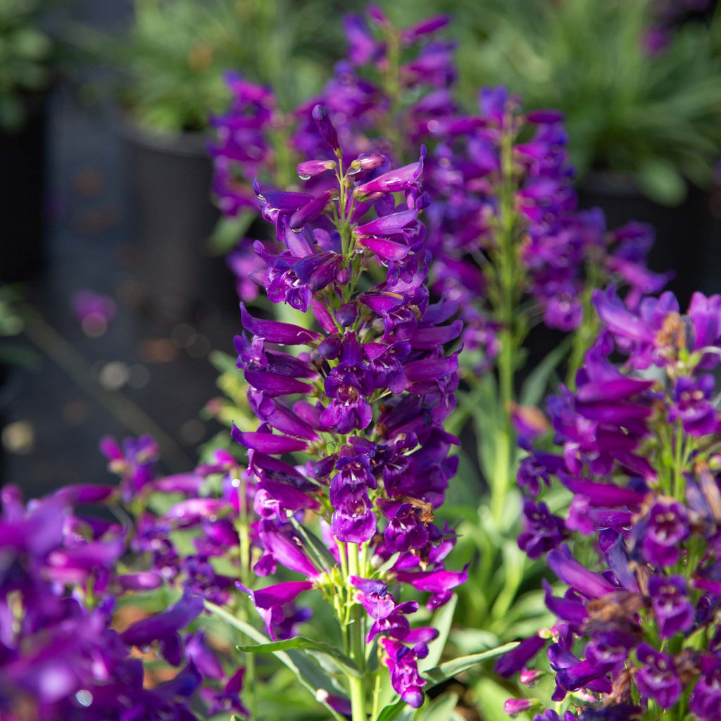 Pristine Lilac Purple