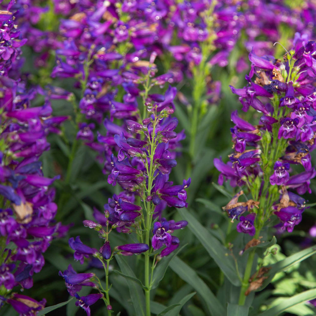 Pristine Lilac Purple