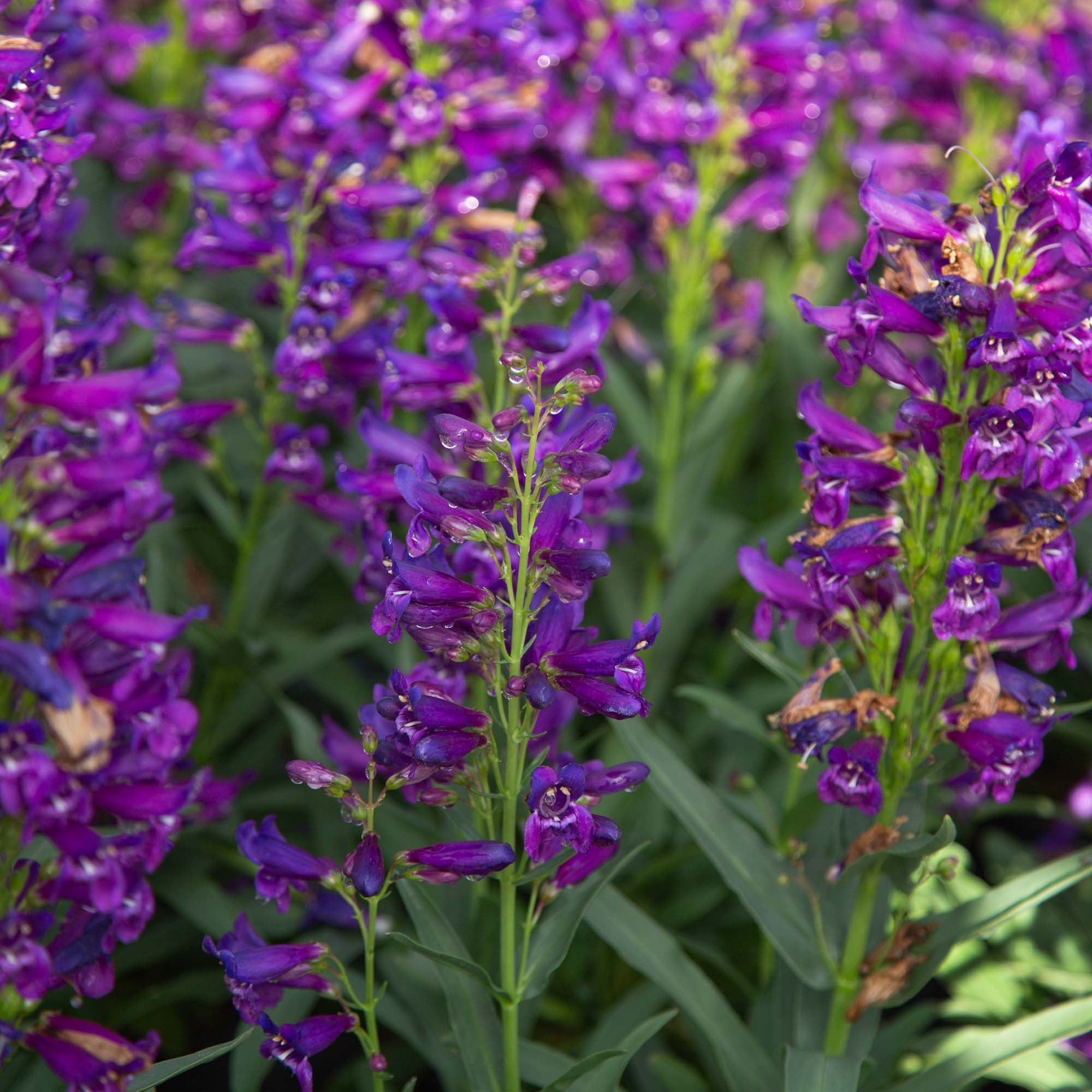 Pristine Lilac Purple