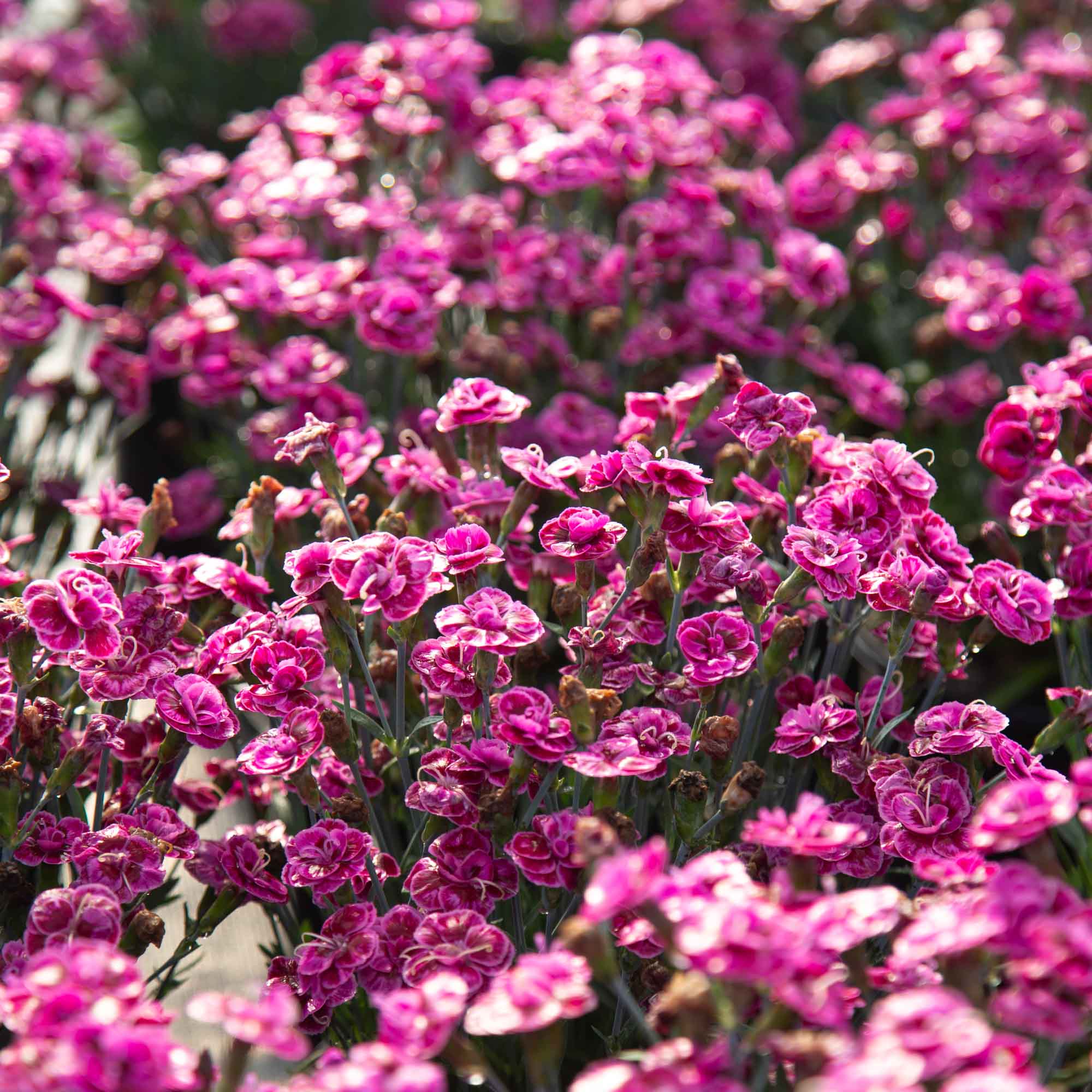 Purple Wedding