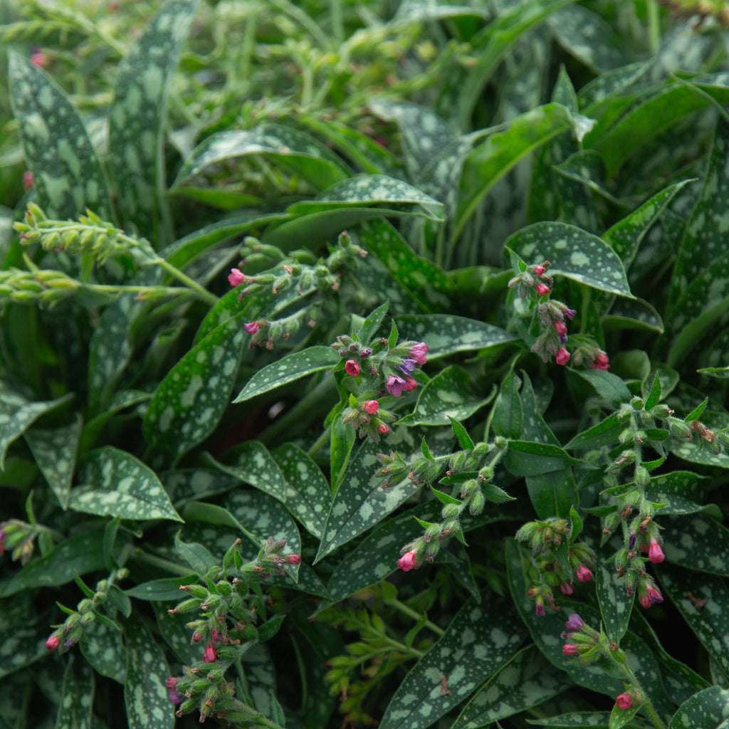 Raspberry Splash