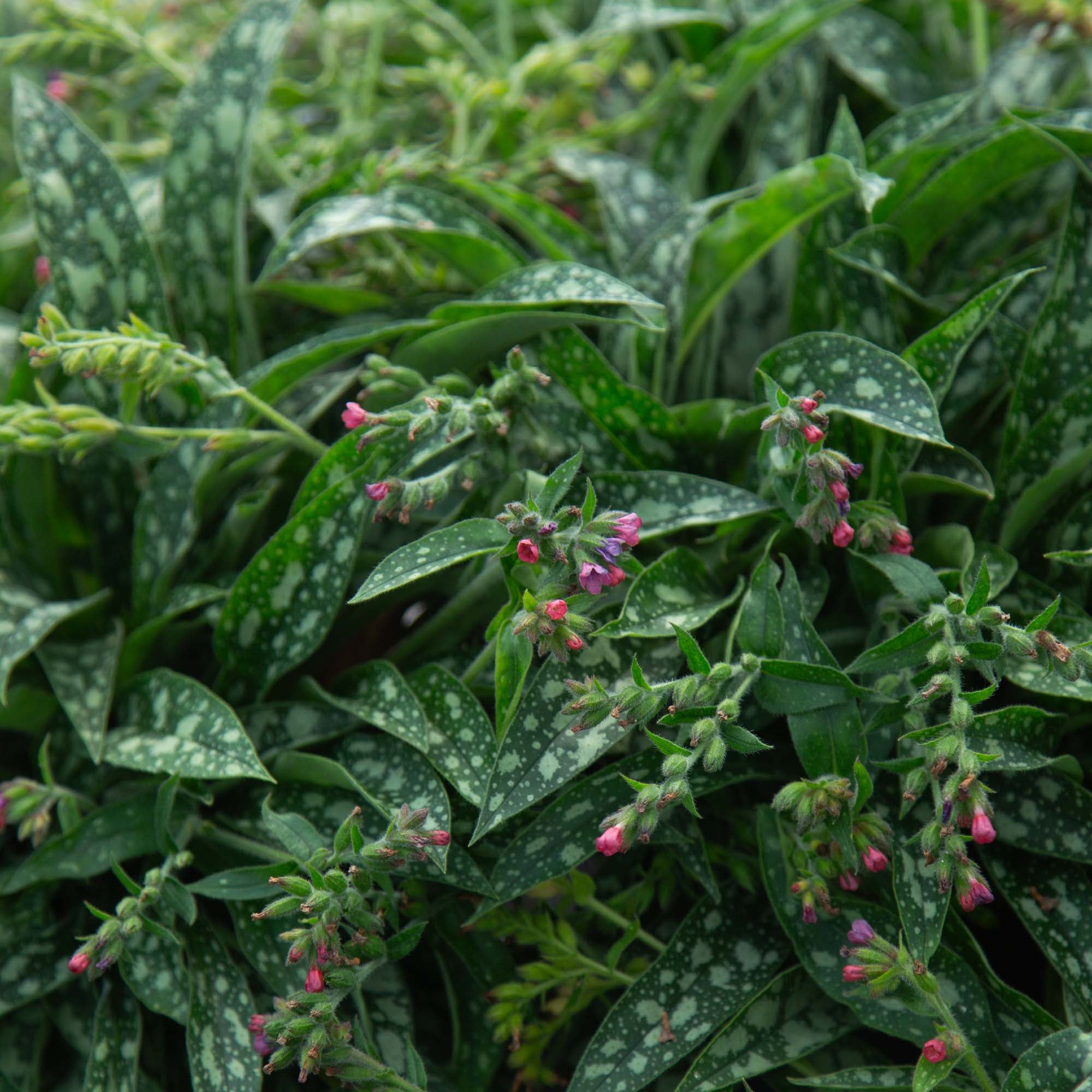 Raspberry Splash