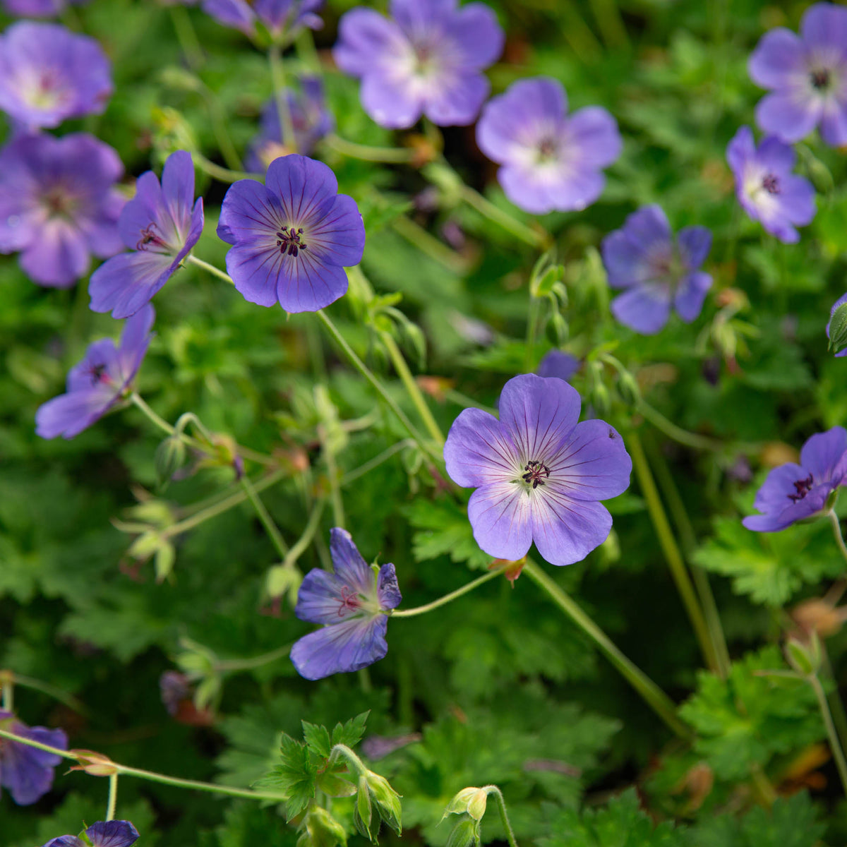 Blooming Rozanne Rozanne – Heirloom