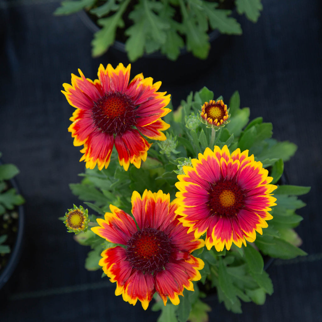 SpinTop® Orange Halo