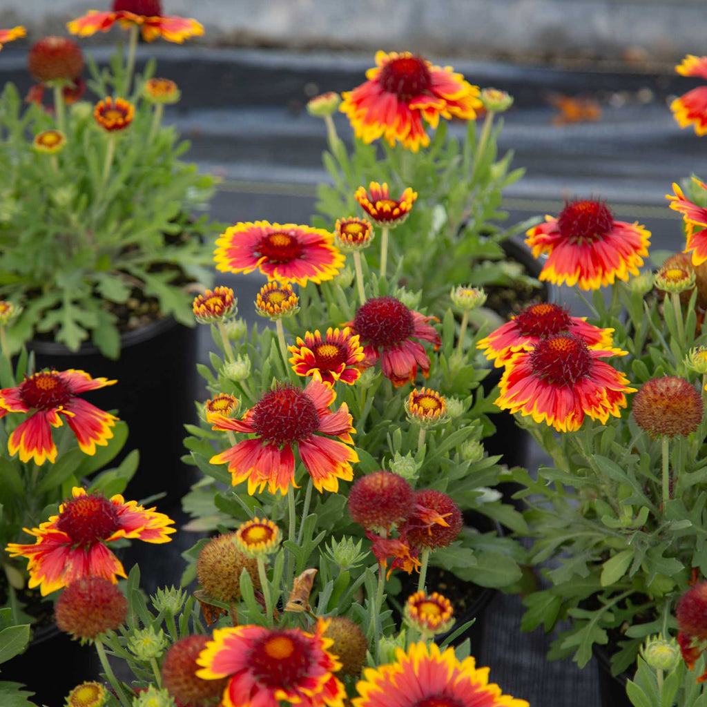 SpinTop® Orange Halo