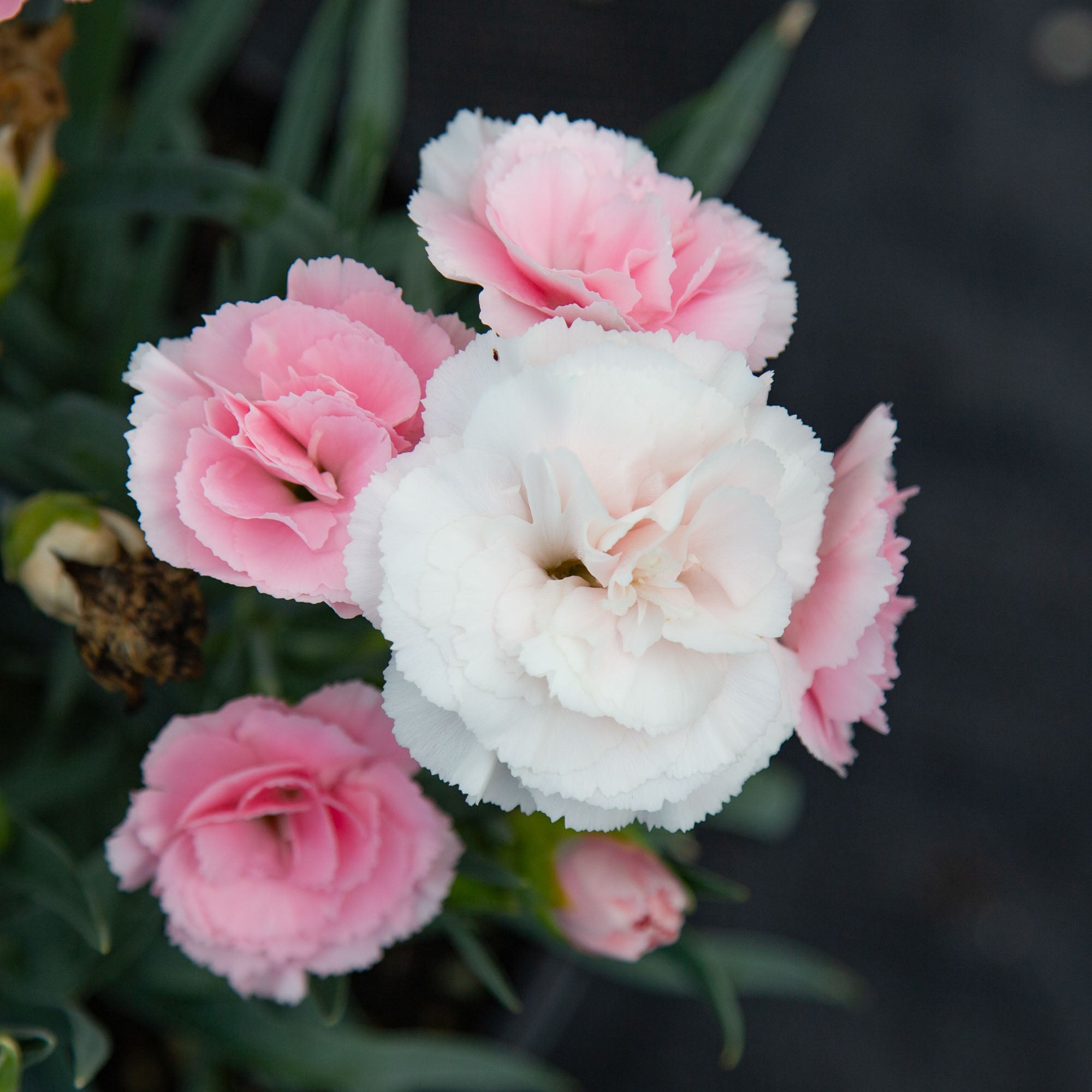 SuperTrouper™ Appleblossom