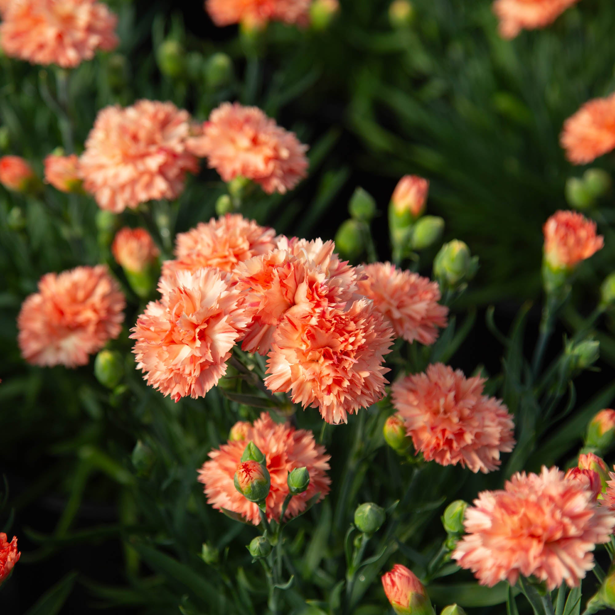 Vivacia™ Orange