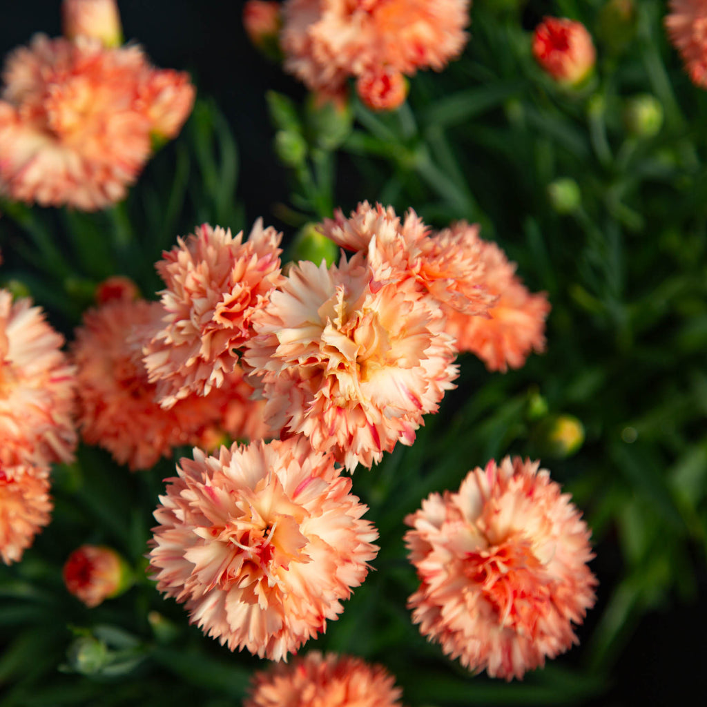 Vivacia™ Orange