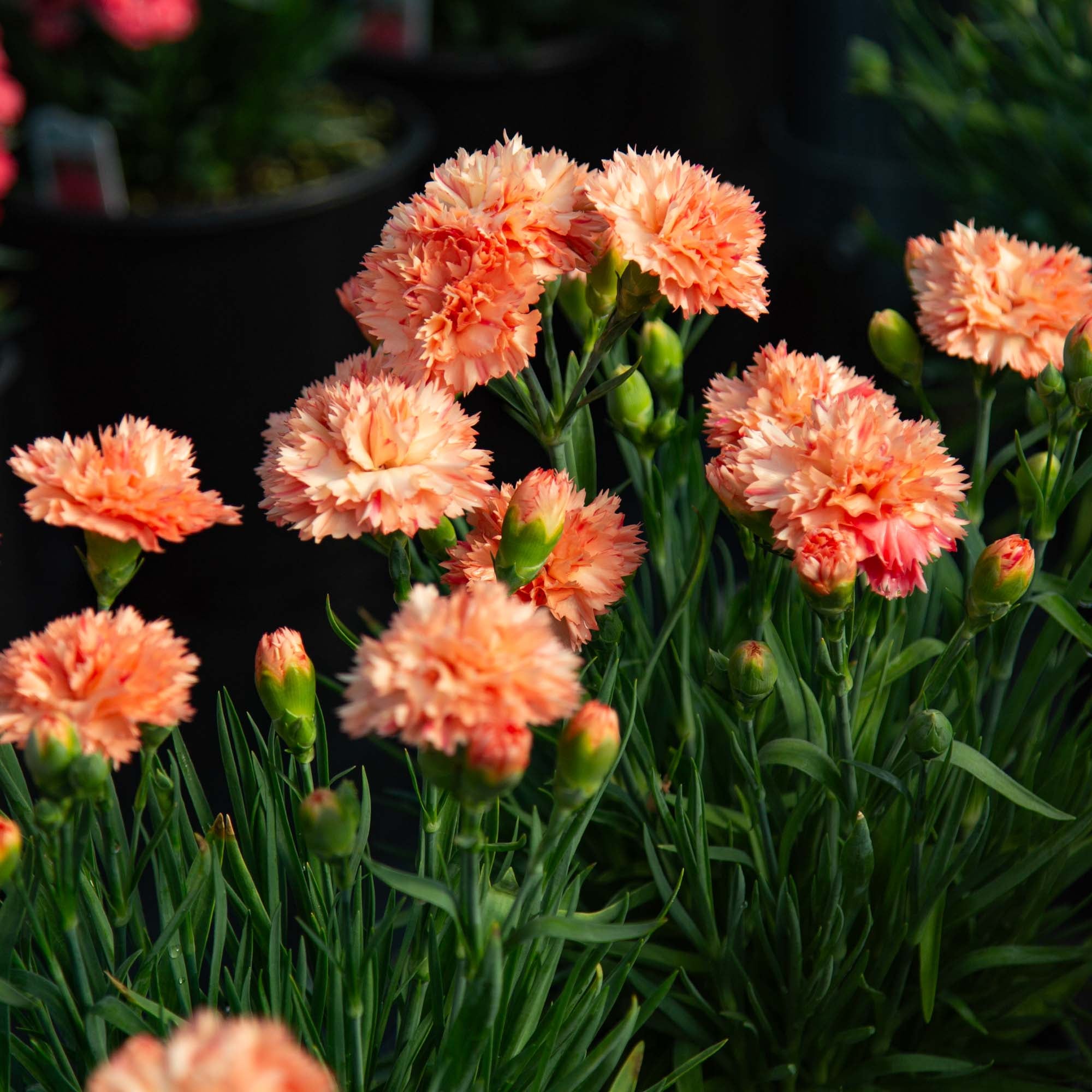 Vivacia™ Orange