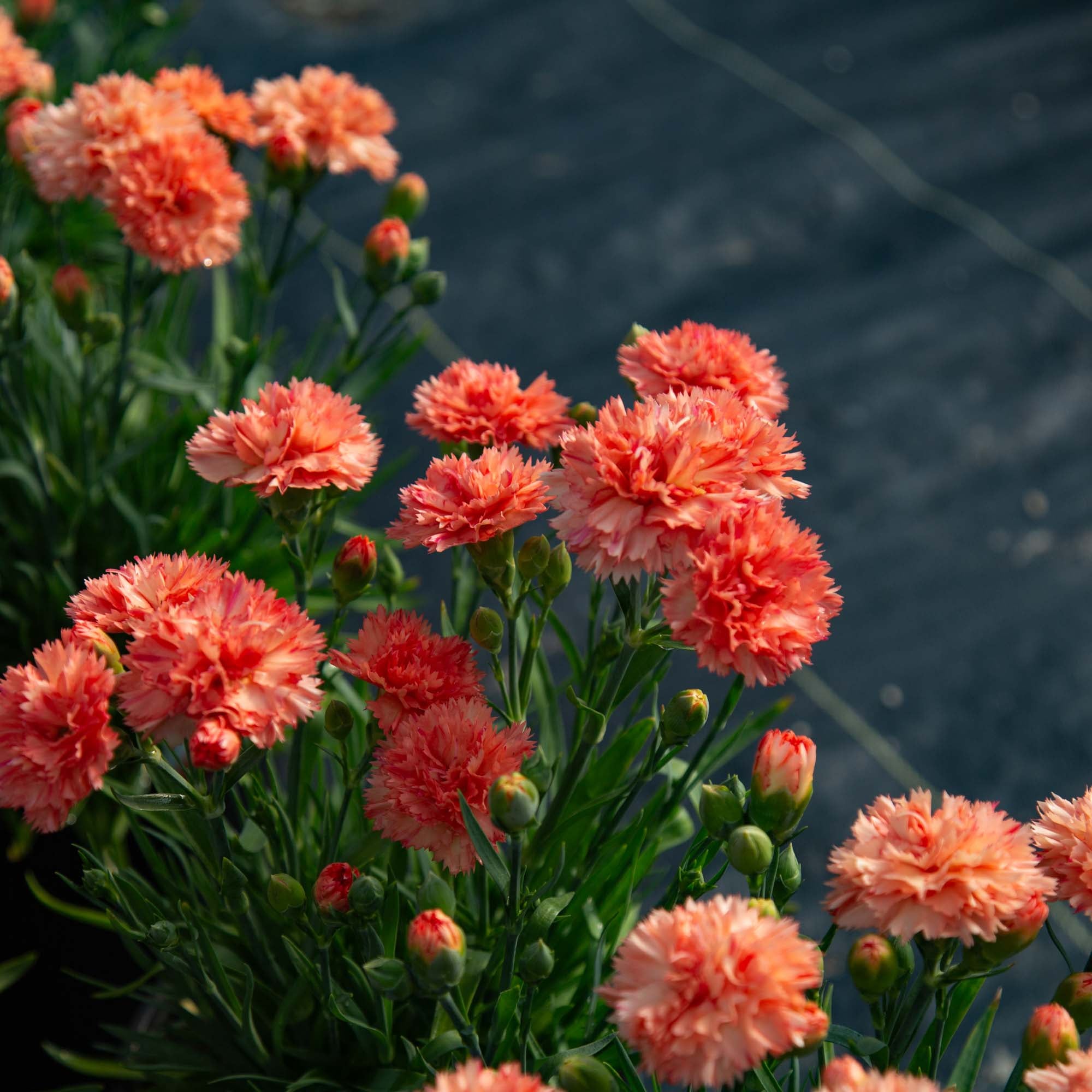 Vivacia™ Orange