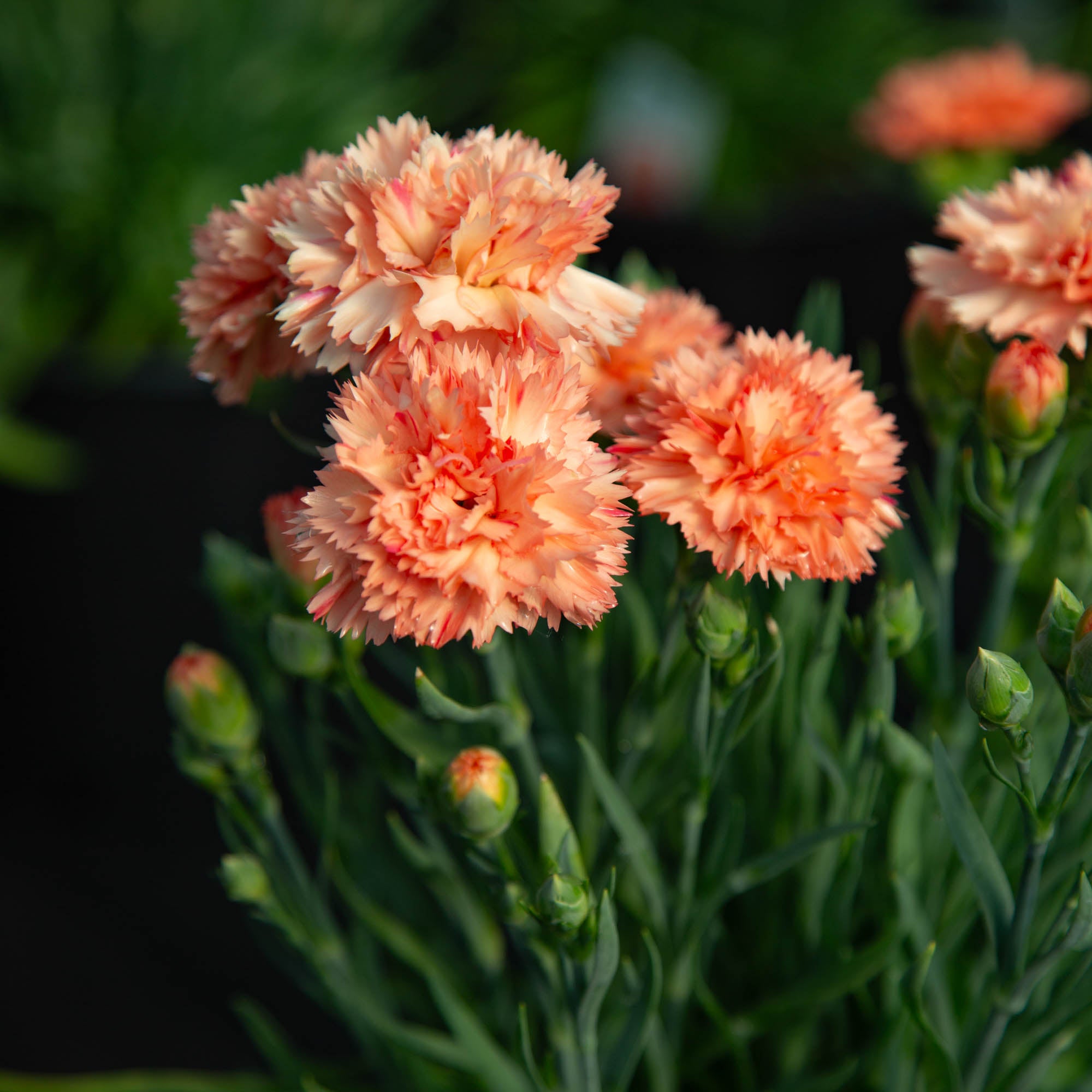 Vivacia™ Orange