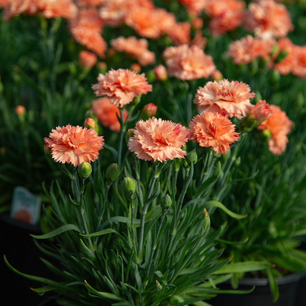 Vivacia™ Orange