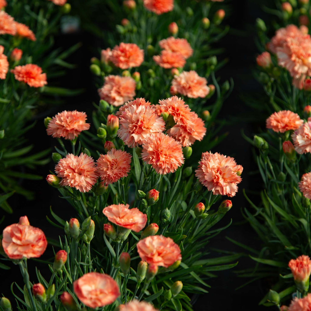 Vivacia™ Orange