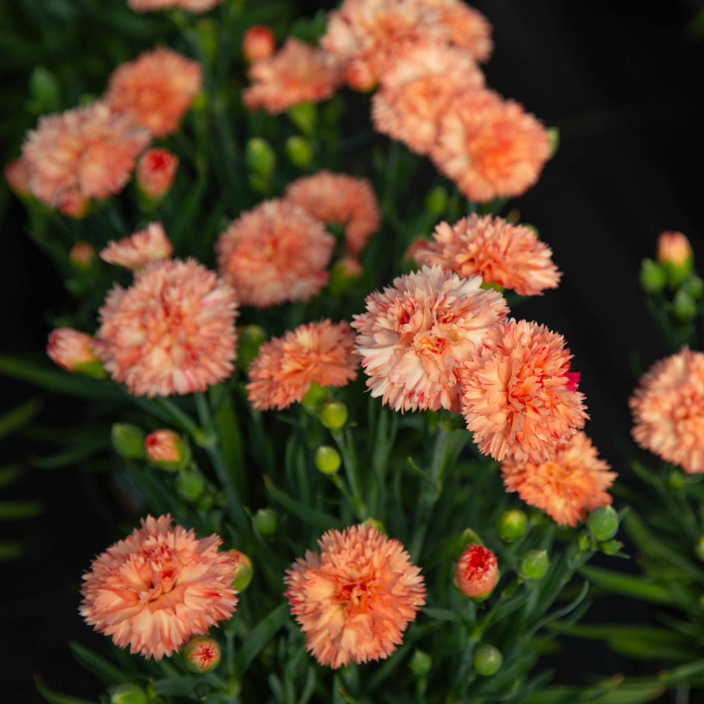 Vivacia™ Orange