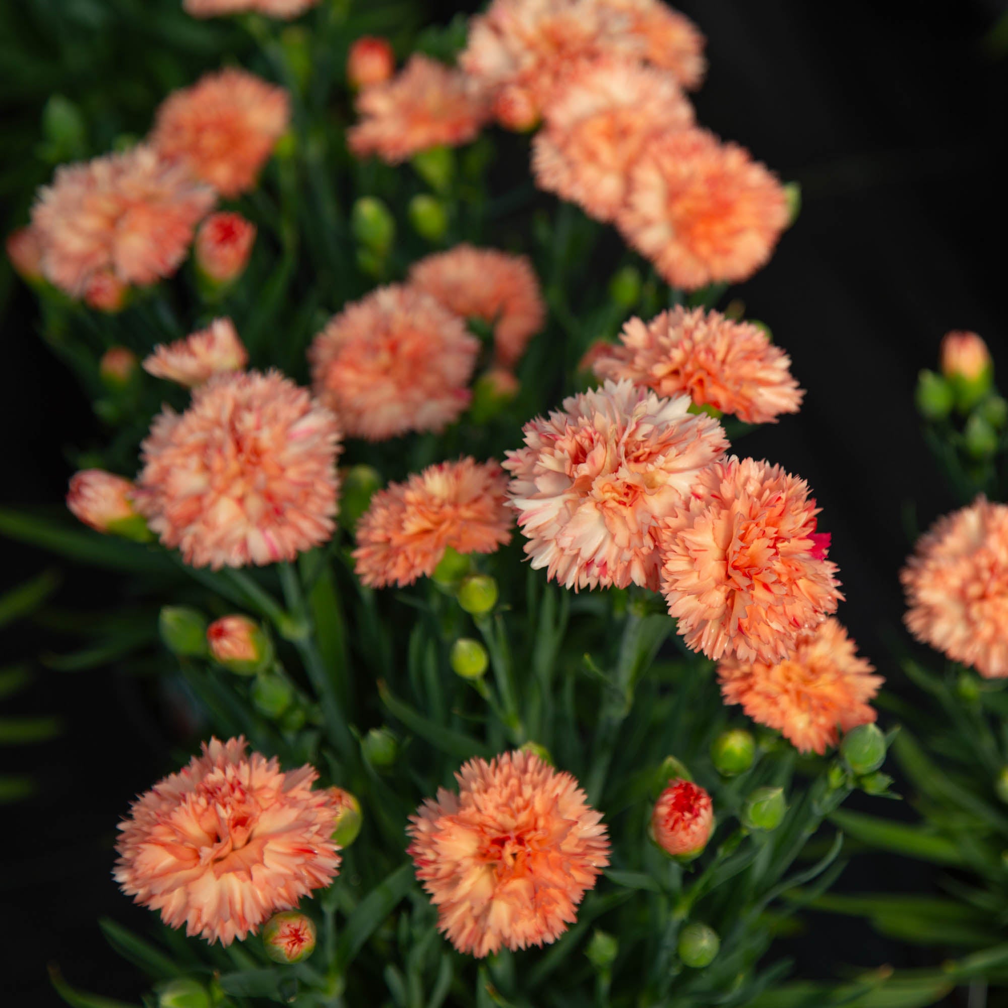 Vivacia™ Orange