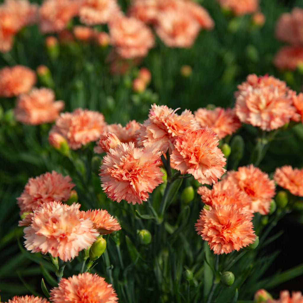 Vivacia™ Orange