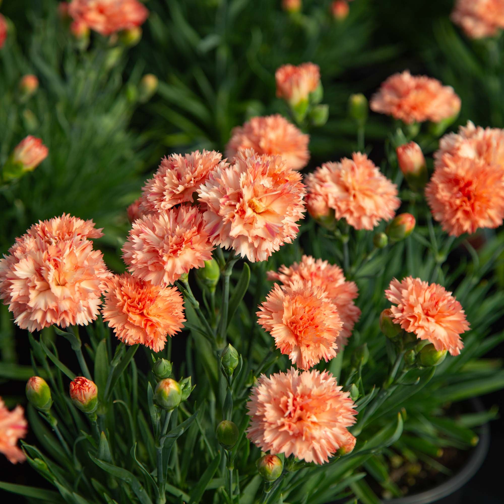 Vivacia™ Orange