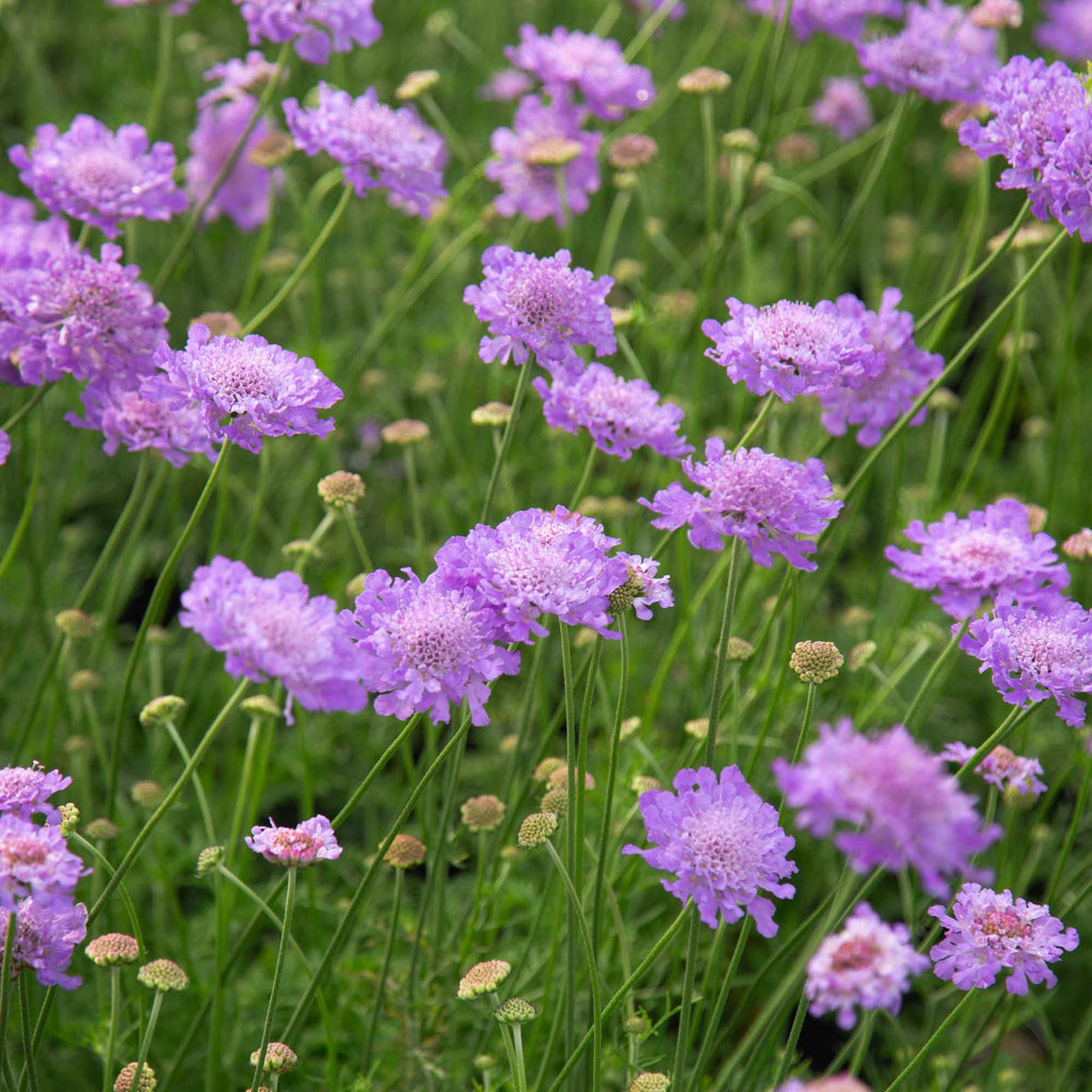 Vivid Violet