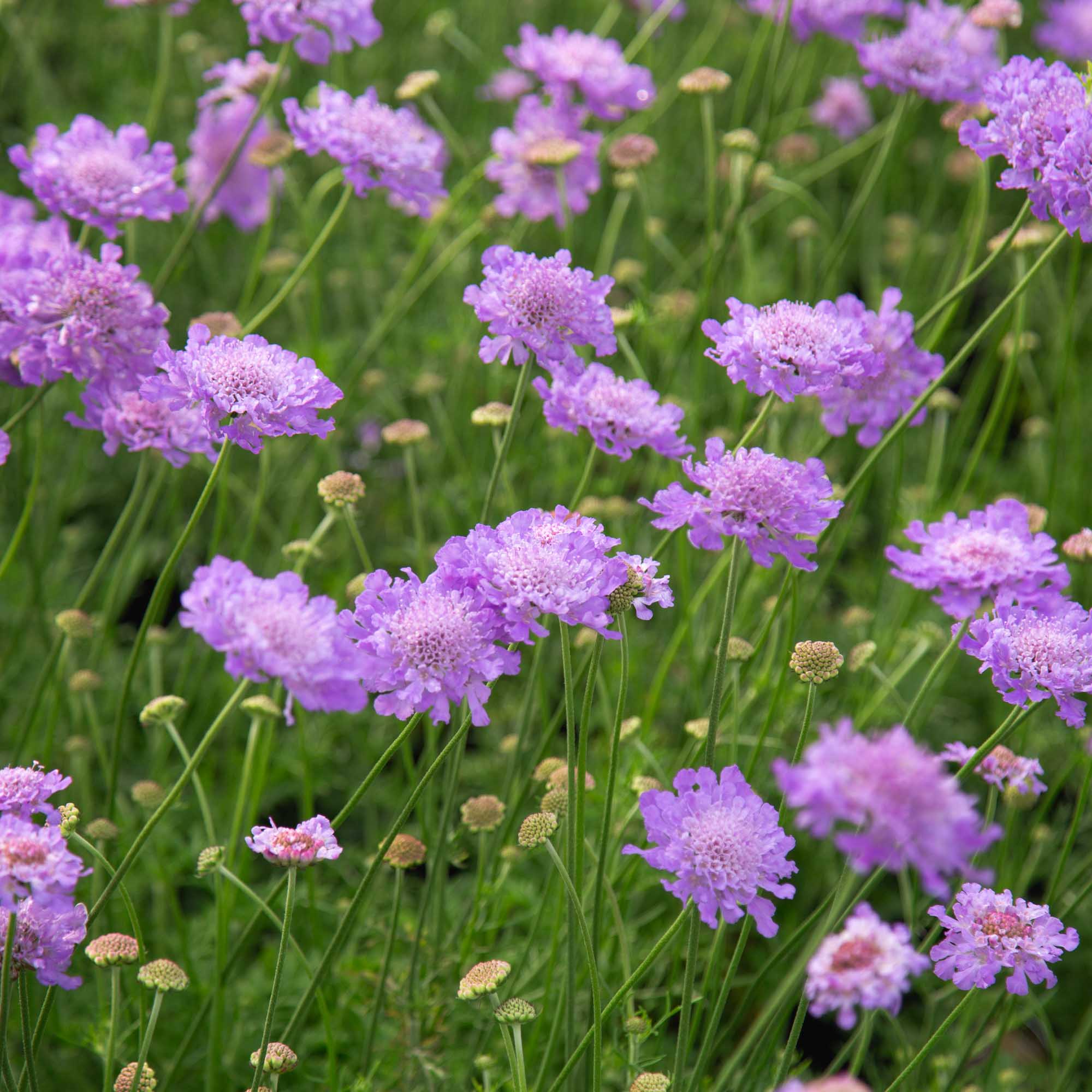 Vivid Violet