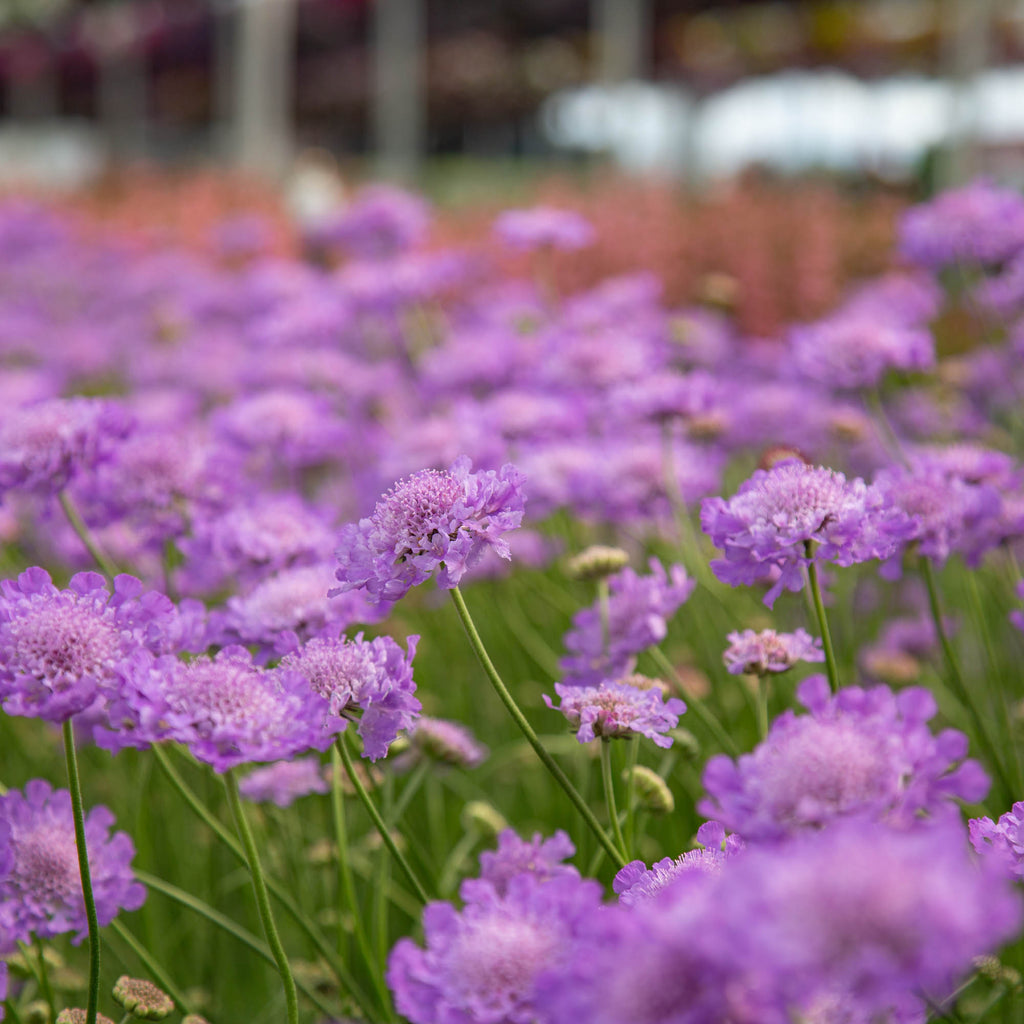 Vivid Violet