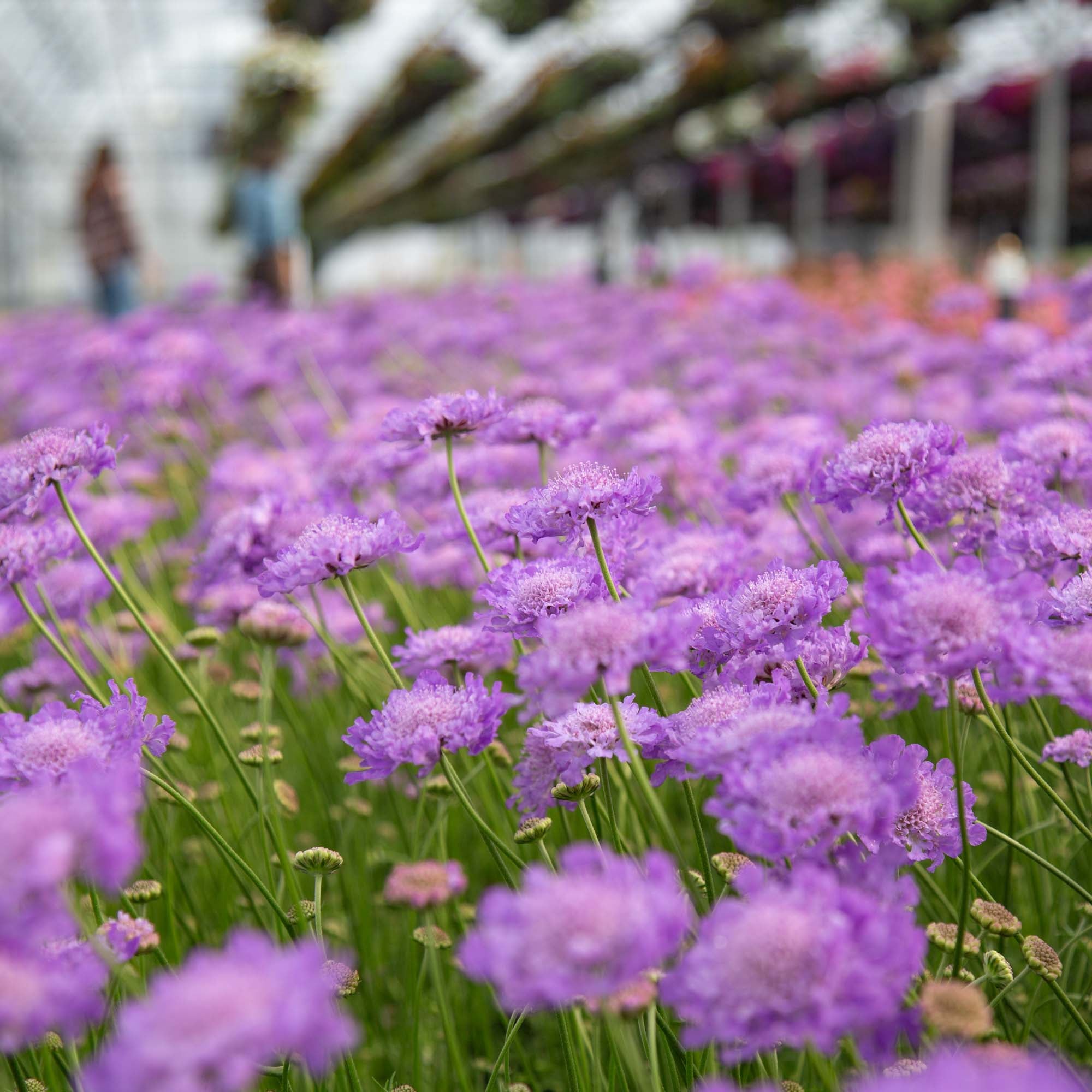 Vivid Violet