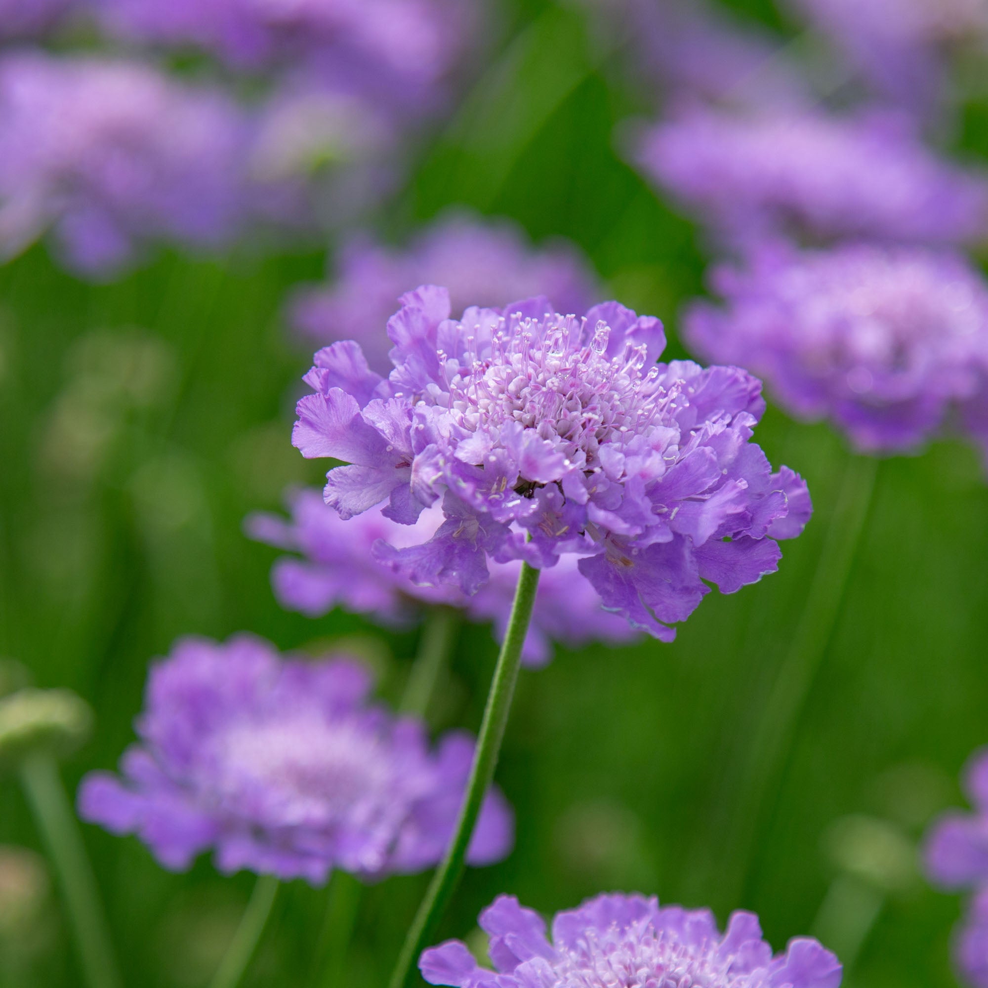 Vivid Violet
