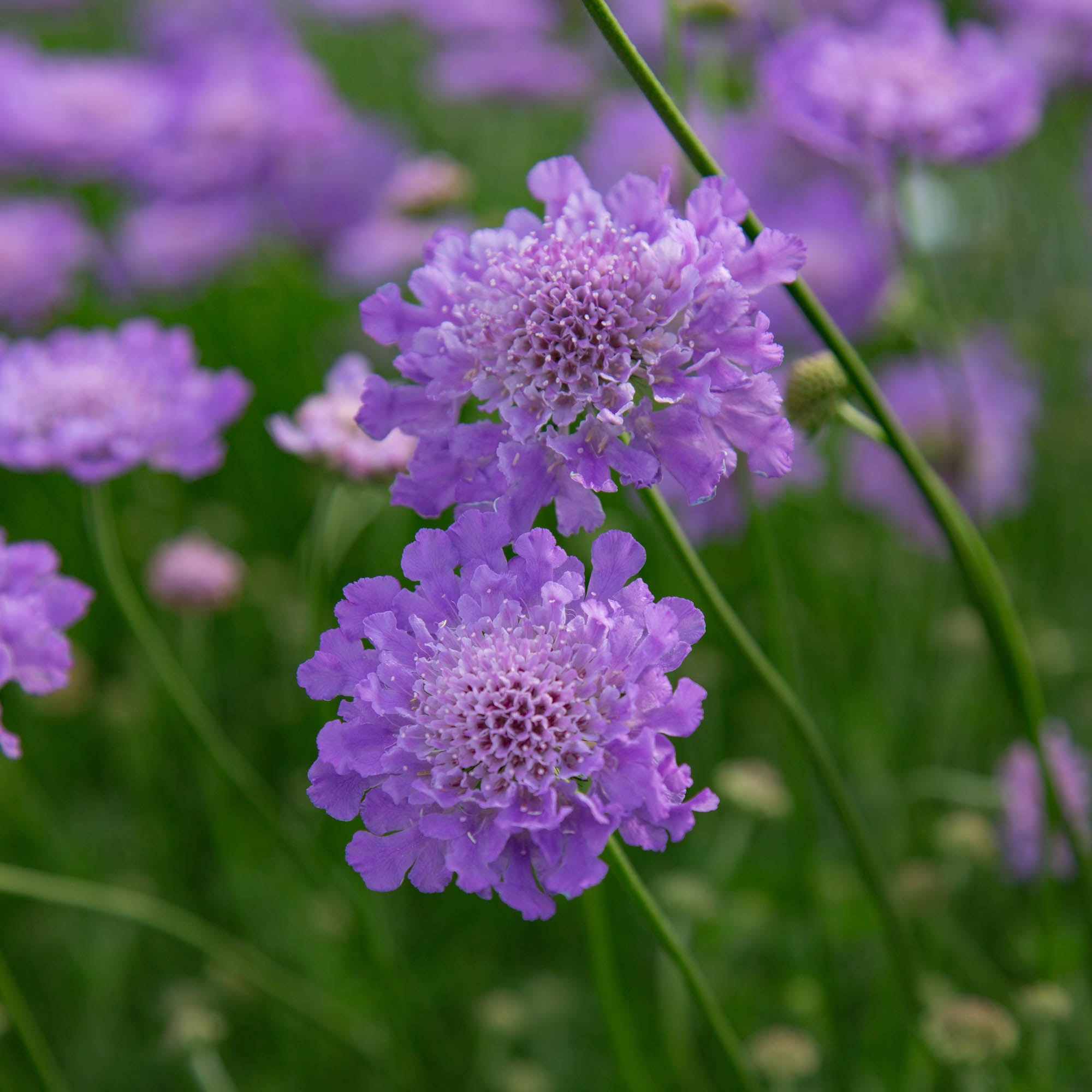 Vivid Violet
