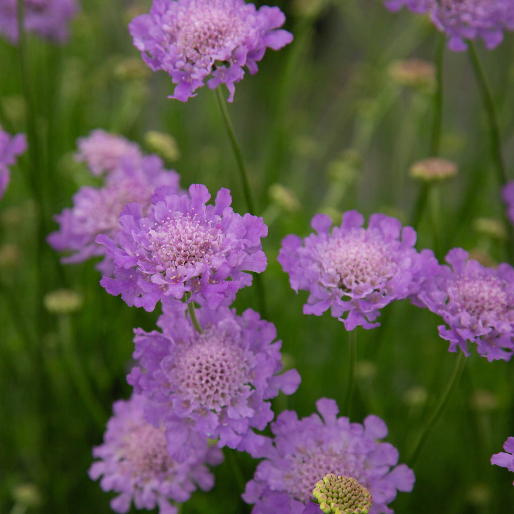 Vivid Violet