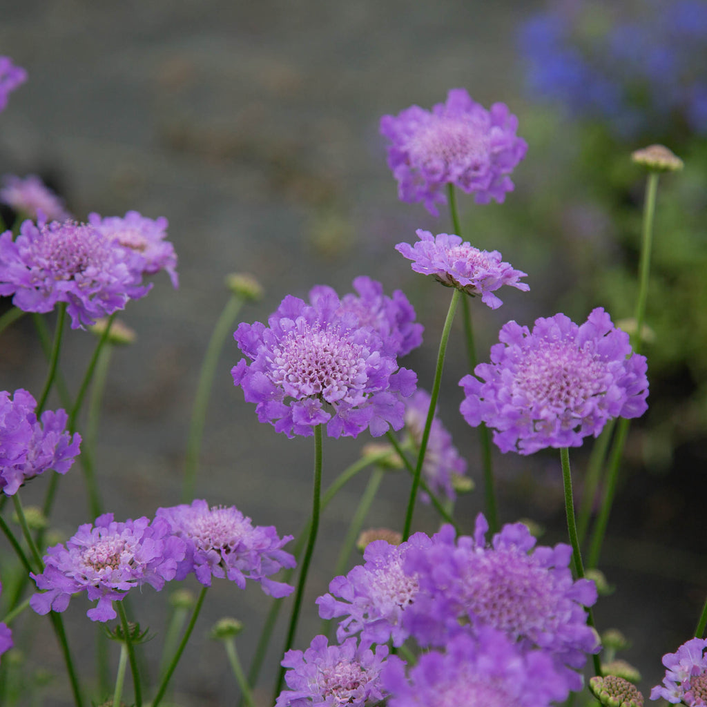 Vivid Violet