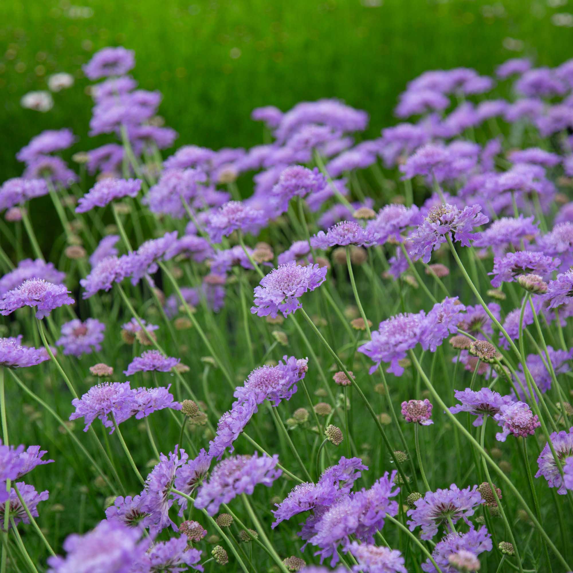 Vivid Violet