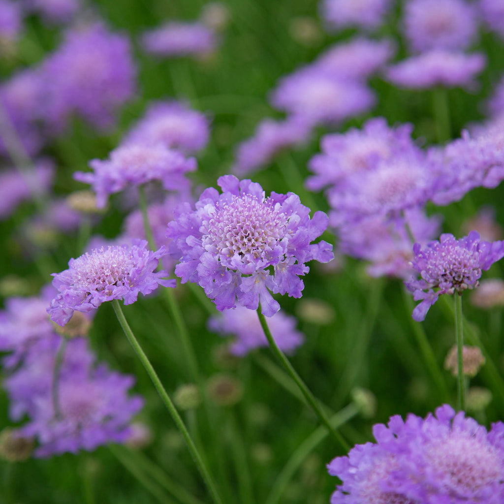 Vivid Violet