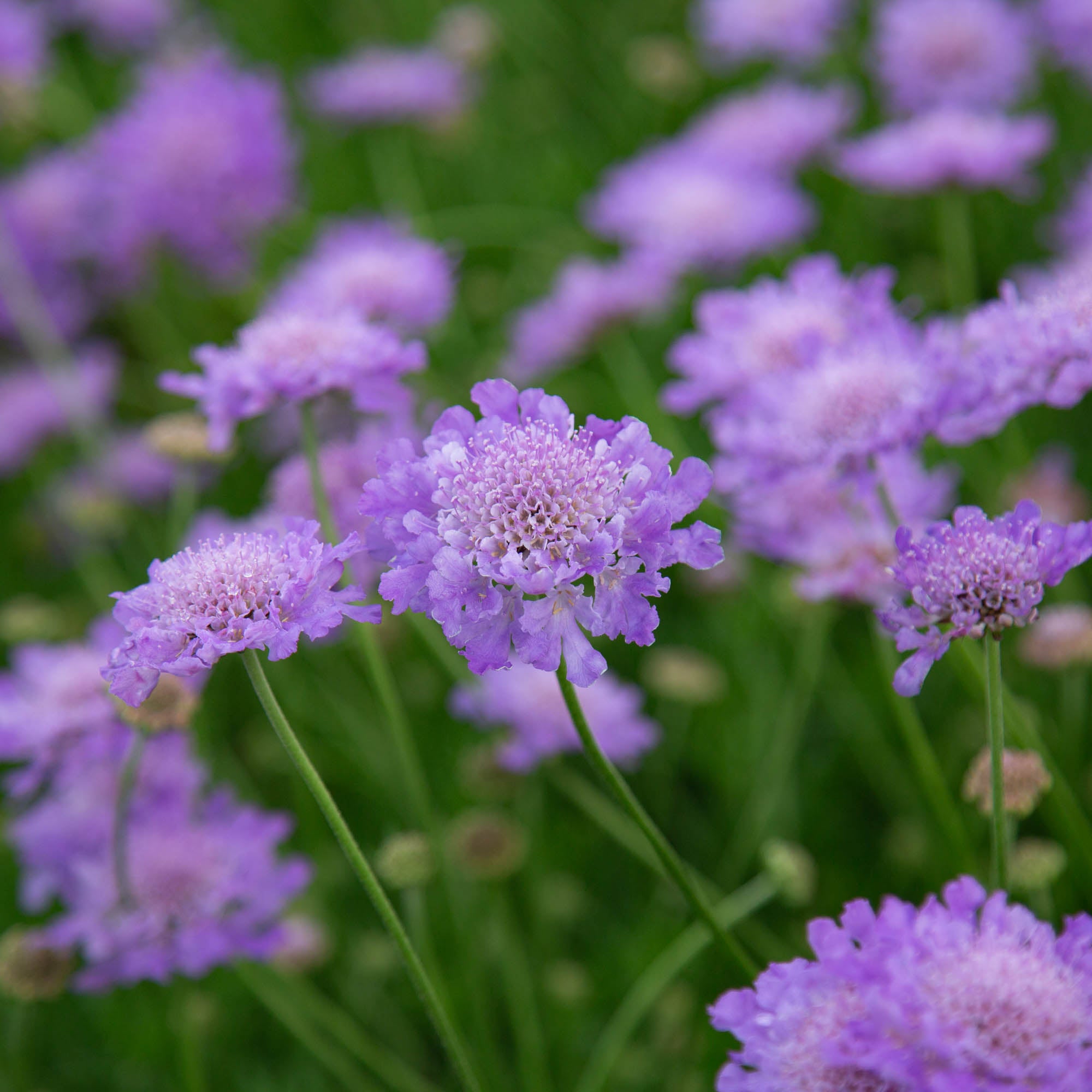 Vivid Violet
