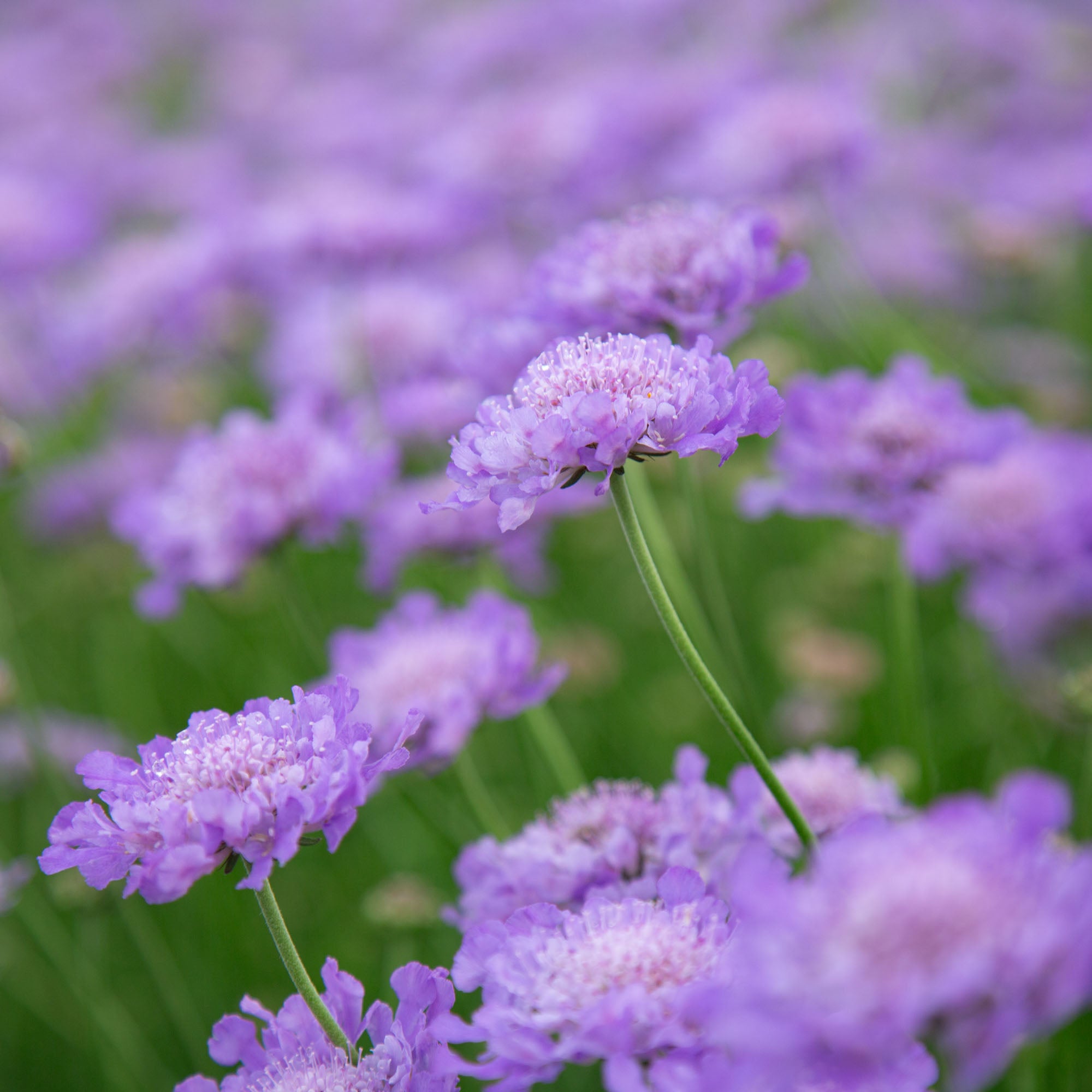 Vivid Violet