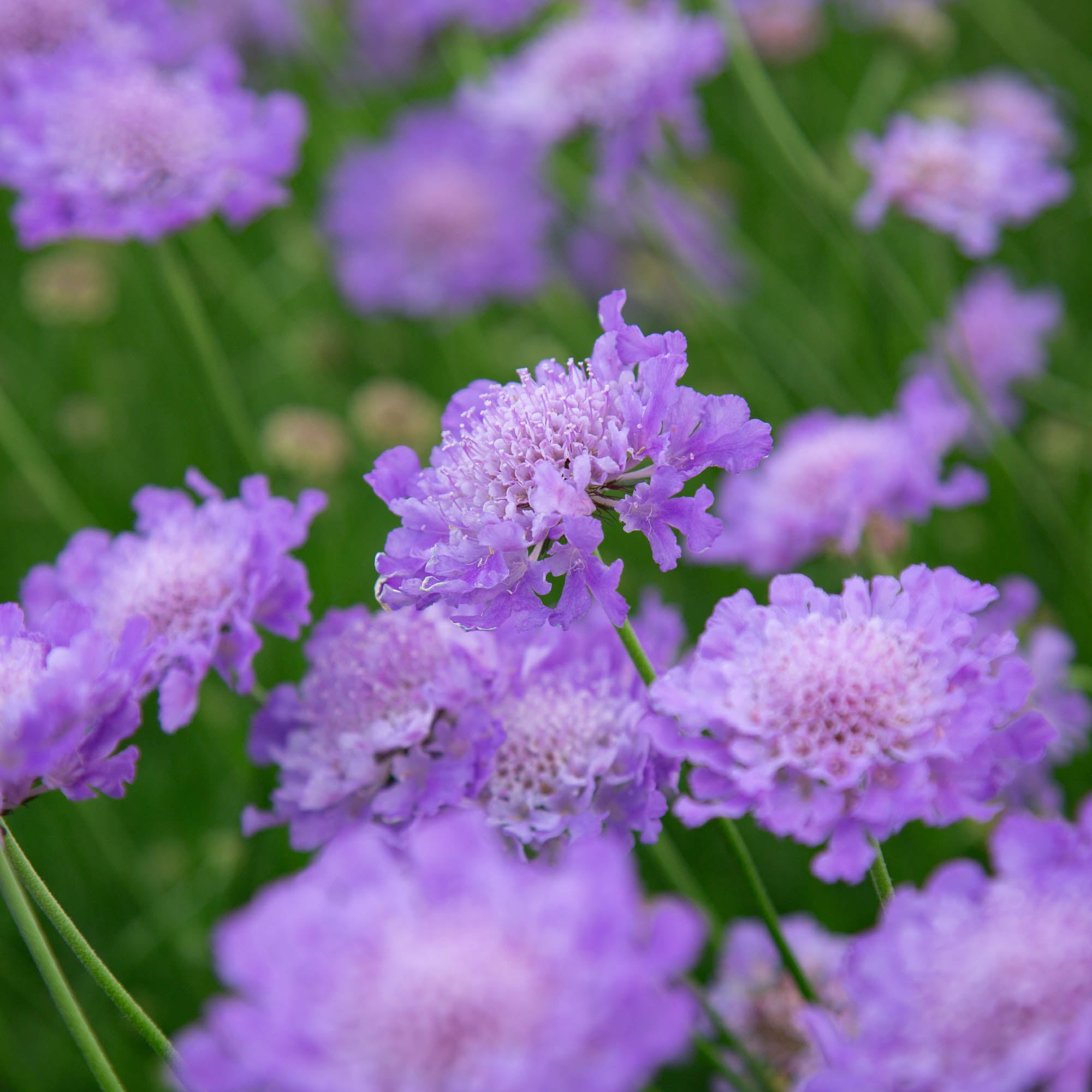Vivid Violet
