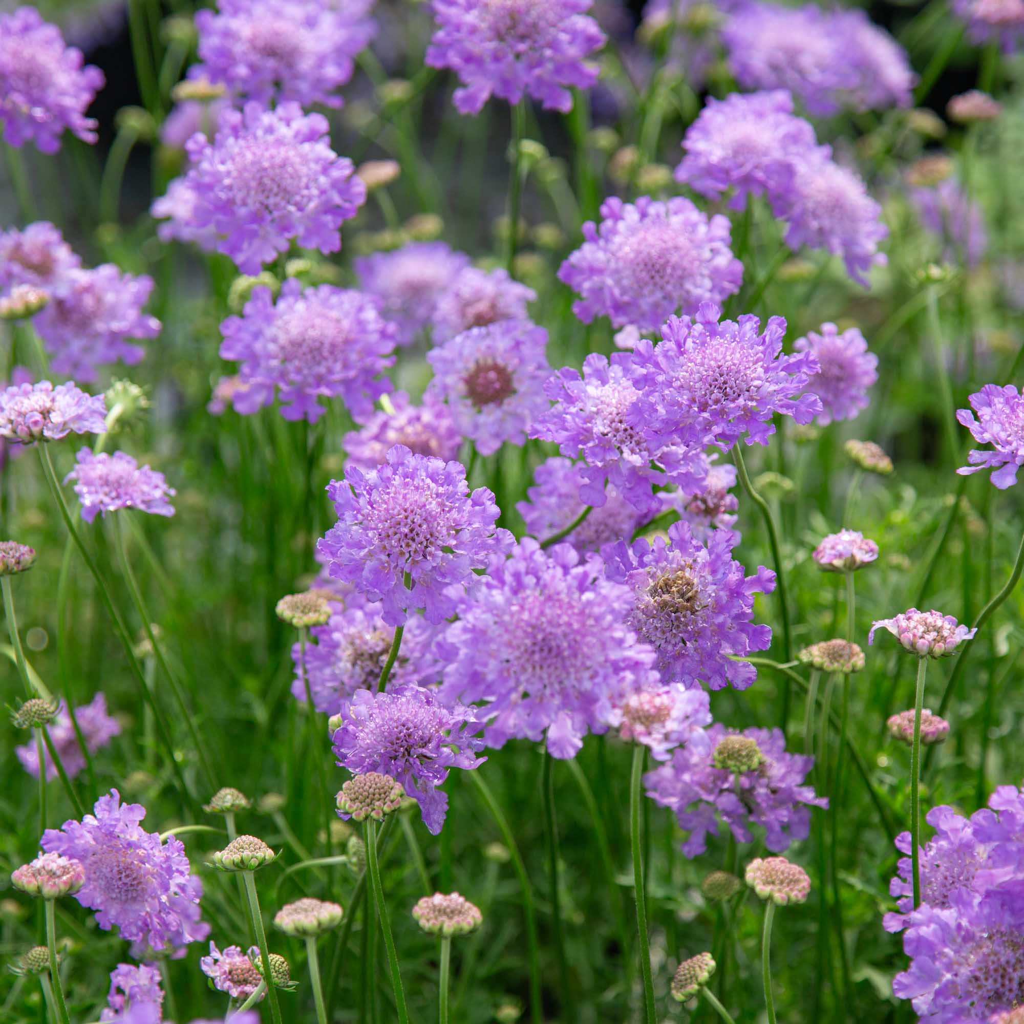 Vivid Violet